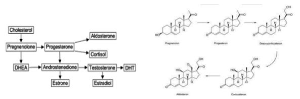 Steroidhormone sind untereinander verwandt. Pregnenolon ist dabei das „Großmutter Hormon".