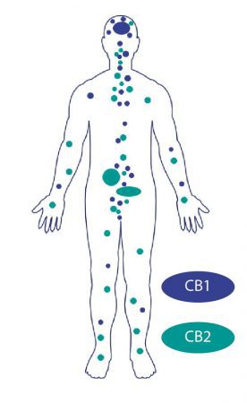 Cannabinoid Rezeptoren