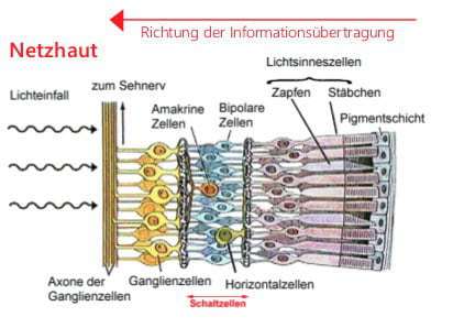 Abb. 1 Aufbau der Netzhaut