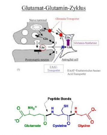 Der Glutamat-Glutamin-Zyklus
