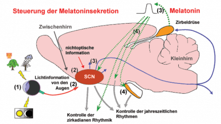Steuerung der Melantoninsekretion