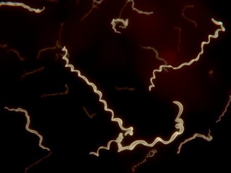 Borrelia burgdorferi
