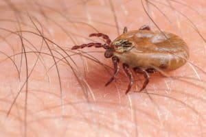 Lyme is an infectious disease. A bacteria, the spirochaete Borrelia burgdorferi is transmitted by ticks in most cases
