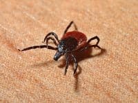 Die Lyme-Borreliose wird durch Borrelia burgdorferi, eine Bakterienart, ausgelöst. Meist sind es Zecken, die Borrelia burgdorferi auf den Menschen übertragen.
