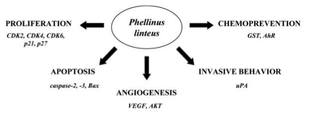 Phellinus Linteus (Sang Huang) als Krebsmittel