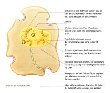 Die Schwachstellen der Krebszellen