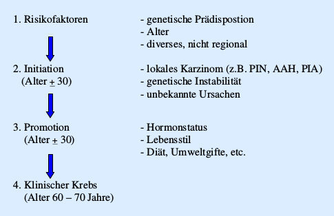 Pathogenese des PCa