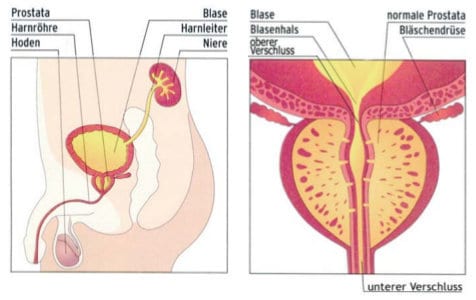 Anatomie und Lage der Prostata