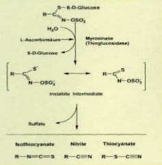 Abbau der Glucosinolate durch Myrosinase mit Hilfe von Vitamin C