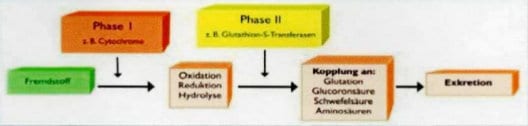 Die Phasen der Detoxifikation in der Leber. Ist das Gleichgewicht zwischen den Cytochromen der Phase I und den entgiftenden Enzymen der Phase II gestört, trägt dies zur Krebsentwicklung bei.