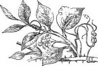 Sarsaparilla Officinalis