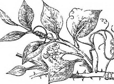 Sarsaparilla officinalis