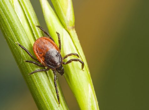 Borreliose: die unterschätzte Krankheit