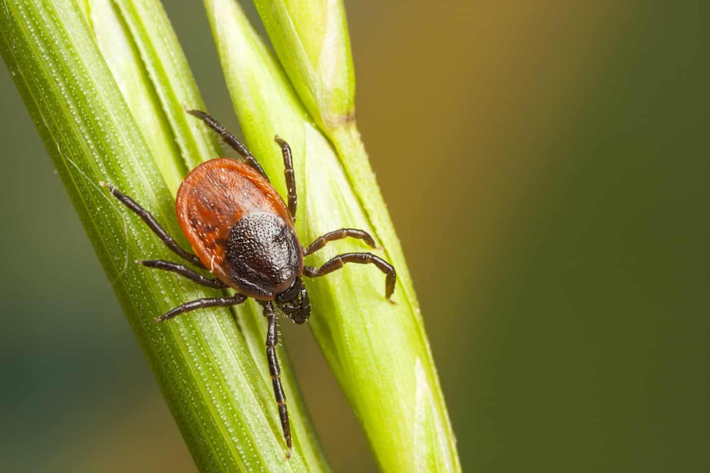 Borreliose: die unterschätzte Krankheit