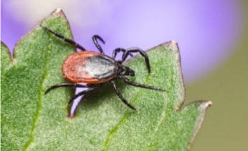 Abb. 1: Gemeiner Holzbock (Ixodes ricinus) als Borrelienüberträger Abb. 2: Erythema migrans, typische Hauterscheinung der akuten Borreliose