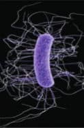 Clostridium difficile