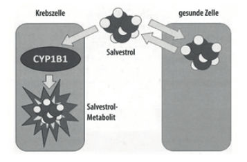 Cancer-inhibiting salvestrol