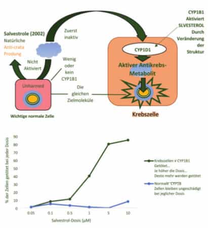 Selektive Wirkung der Salvestrole